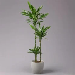 Duftender Drachenbaum 'Janet Lind', Topf-Ø 24 Cm, Höhe Ca. 150 Cm