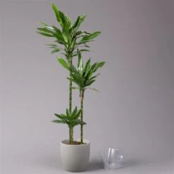 Duftender Drachenbaum 'Janet Lind', Topf-Ø 24 Cm, Höhe Ca. 150 Cm -Gartengeschäft 0221400033 Dracaena Janet Lind Tuff Amm 24cm 3