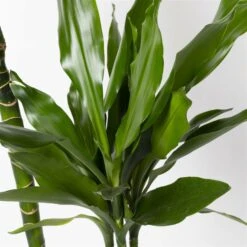 Duftender Drachenbaum 'Janet Lind', Topf-Ø 24 Cm, Höhe Ca. 150 Cm -Gartengeschäft 0221400033 Dracaena Janet Lind Tuff Amm 24cm 4