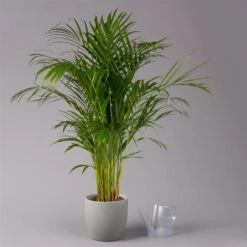 Goldfruchtpalme, Topf-Ø 21 Cm, Höhe Ca. 100 Cm -Gartengeschäft 0222200021 Dypsis lutescens Areca T21 3