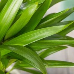 Luftreinigender Mix Für Sonnig/halbschattige Standorte, Topf 12 Cm Ø -Gartengeschäft 0222200022 Dypsis lutescens Areca 13cm T H55cm 1