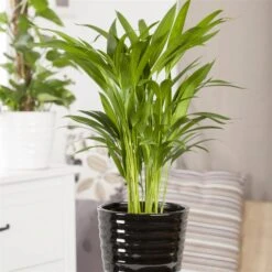 Luftreinigender Mix Für Sonnig/halbschattige Standorte, Topf 12 Cm Ø -Gartengeschäft 0222200022 Dypsis lutescens Areca 13cm T H55cm 2