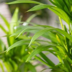 Luftreinigender Mix Für Sonnig/halbschattige Standorte, Topf 12 Cm Ø -Gartengeschäft 0222200022 Dypsis lutescens Areca 13cm T H55cm 4