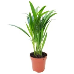 Luftreinigender Mix Für Sonnig/halbschattige Standorte, Topf 12 Cm Ø -Gartengeschäft 0222200022 Dypsis lutescens Areca 13cm T H55cm 9