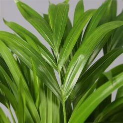 Goldfruchtpalme In Übertopf Vibes Rosa, Topf-Ø 13 Cm, Höhe Ca. 20-30 Cm, 2er-Set -Gartengeschäft 0222200032 Dypsis lutescens in Topf Tusca 42