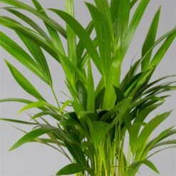 Goldfruchtpalme In Übertopf Vibes Rosa, Topf-Ø 13 Cm, Höhe Ca. 20-30 Cm, 2er-Set -Gartengeschäft 0222200053 0222200054 0222200055 0222200056 Dypsis lutescens 124873