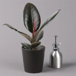 Gummibaum 'Robusta' In Topf Anthrazit, Topf-Ø 12 Cm, Höhe Ca. 40-45cm, 3er-Set -Gartengeschäft 0223200061 Ficus el Robusta Dallas anthrazit 3er Set 32