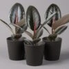 Gummibaum 'Robusta' In Topf Anthrazit, Topf-Ø 12 Cm, Höhe Ca. 40-45cm, 3er-Set