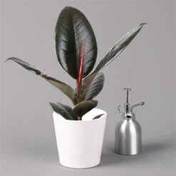 Gummibaum 'Robusta' In Topf Dallas, Weiß Topf-Ø 12cm, Höhe Ca. 40-45 Cm, 3er-Set -Gartengeschäft 0223200063 Ficus el Robusta Dallas weiss 3er Set 32