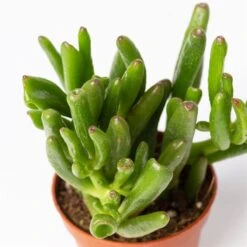 Mini-Sukkulenten Im Dekotopf 'Scandic Terracotta', Topf-Ø 6 Cm, 3er-Set -Gartengeschäft 0225200733 Sukkulenten Set in Topf Scandic terrac 3er Set 10