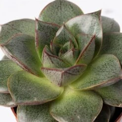 Mini-Sukkulenten Im Dekotopf 'Scandic Terracotta', Topf-Ø 6 Cm, 3er-Set -Gartengeschäft 0225200733 Sukkulenten Set in Topf Scandic terrac 3er Set 11