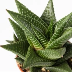 Mini-Sukkulenten Im Dekotopf 'Scandic Terracotta', Topf-Ø 6 Cm, 3er-Set -Gartengeschäft 0225200733 Sukkulenten Set in Topf Scandic terrac 3er Set 12