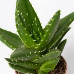 Mini-Sukkulenten Im Dekotopf 'Scandic Terracotta', Topf-Ø 6 Cm, 3er-Set -Gartengeschäft 0225200733 Sukkulenten Set in Topf Scandic terrac 3er Set 13