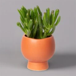 Mini-Sukkulenten Im Dekotopf 'Scandic Terracotta', Topf-Ø 6 Cm, 3er-Set -Gartengeschäft 0225200733 Sukkulenten Set in Topf Scandic terrac 3er Set 2