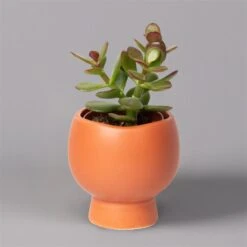 Mini-Sukkulenten Im Dekotopf 'Scandic Terracotta', Topf-Ø 6 Cm, 3er-Set -Gartengeschäft 0225200733 Sukkulenten Set in Topf Scandic terrac 3er Set 3