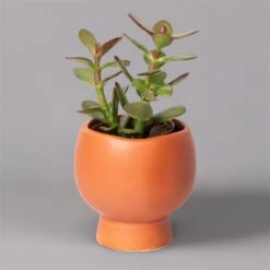 Mini-Sukkulenten Im Dekotopf 'Scandic Terracotta', Topf-Ø 6 Cm, 3er-Set -Gartengeschäft 0225200733 Sukkulenten Set in Topf Scandic terrac 3er Set 4