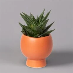 Mini-Sukkulenten Im Dekotopf 'Scandic Terracotta', Topf-Ø 6 Cm, 3er-Set -Gartengeschäft 0225200733 Sukkulenten Set in Topf Scandic terrac 3er Set 7