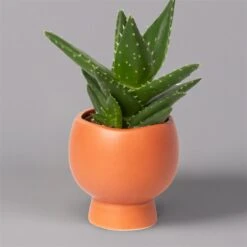 Mini-Sukkulenten Im Dekotopf 'Scandic Terracotta', Topf-Ø 6 Cm, 3er-Set -Gartengeschäft 0225200733 Sukkulenten Set in Topf Scandic terrac 3er Set 8