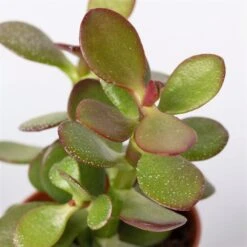 Mini-Sukkulenten Im Dekotopf 'Scandic Terracotta', Topf-Ø 6 Cm, 3er-Set -Gartengeschäft 0225200733 Sukkulenten Set in Topf Scandic terrac 3er Set 9