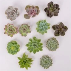 Schnittecheverien-Mix, Ø 5 Cm, 12er-Set