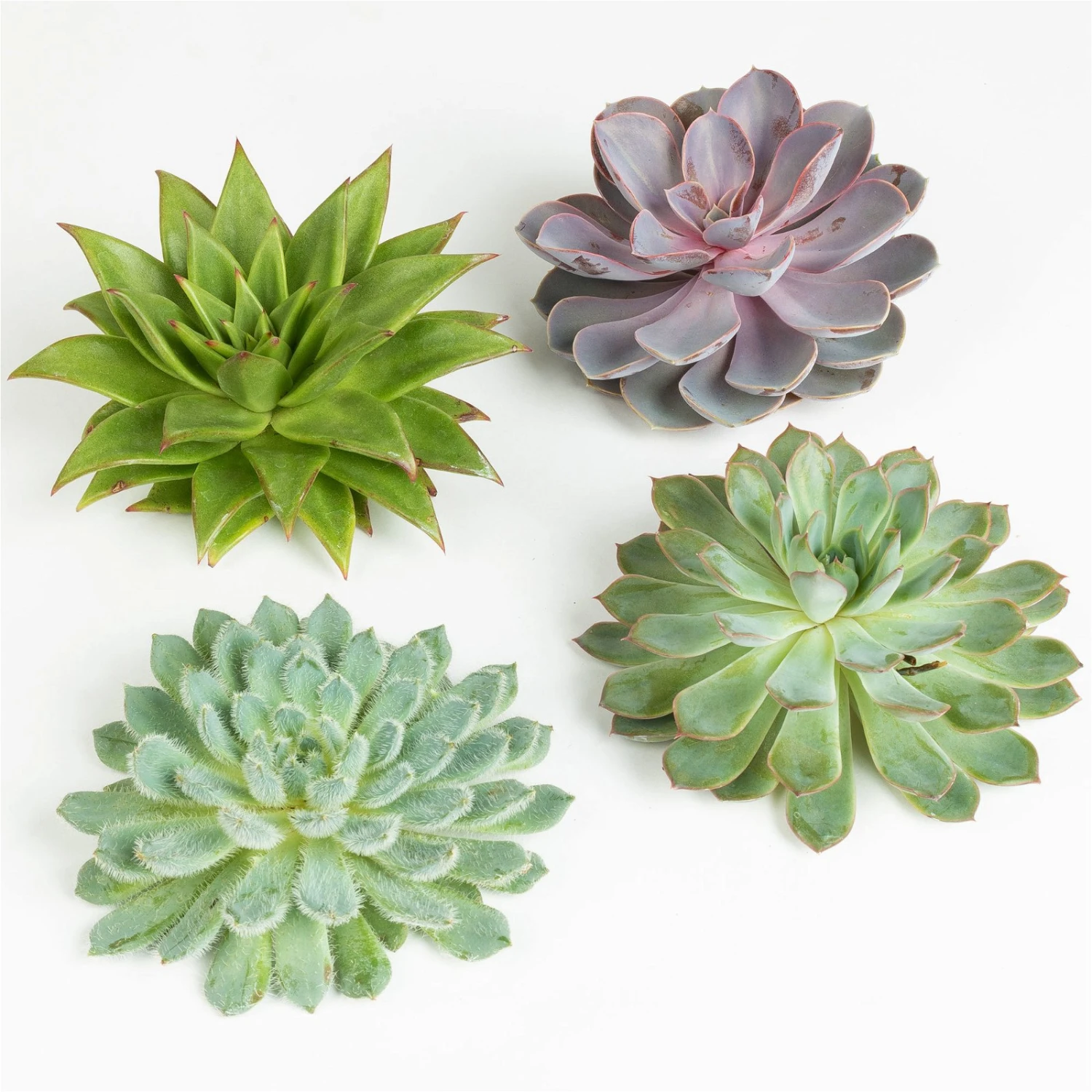 Schnittecheverien-Mix, Ø 12 Cm, 4er-Set 1 Schnittecheverien-Mix, Ø 12 Cm, 4er-Set