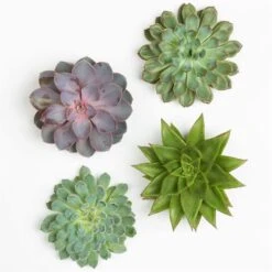 Schnittecheverien-Mix, Ø 12 Cm, 4er-Set 10 Schnittecheverien-Mix, Ø 12 Cm, 4er-Set -Gartengeschäft 0250103009 Schnittecheverien 4er Set 12 cm WS 2