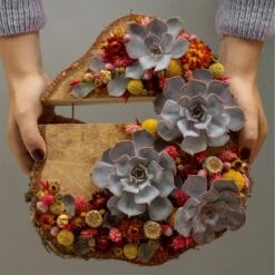 Schnittecheverien-Mix, Ø 5 Cm, 12er-Set -Gartengeschäft 0250103364 Echeveria Mix 7 10cm in DIY Box 6 117174 1