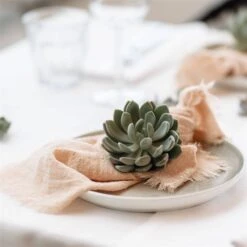 Schnittecheverien-Mix, Ø 12 Cm, 4er-Set 11 Schnittecheverien-Mix, Ø 12 Cm, 4er-Set -Gartengeschäft 0250103364 Echeveria Mix 7 10cm in DIY Box 7 117173