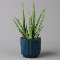 Aloe Vera In Übertopf Vibes Blau, Topf-Ø 12 Cm, Höhe Ca. 35 Cm, 2er-Set -Gartengeschäft 0250103385 Aloe vera in uebertopf blau 2er Set Elho Vibes 1 124892