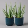 Aloe Vera In Übertopf Vibes Blau, Topf-Ø 12 Cm, Höhe Ca. 35 Cm, 2er-Set