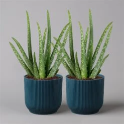 Aloe Vera In Übertopf Vibes Blau, Topf-Ø 12 Cm, Höhe Ca. 35 Cm, 2er-Set
