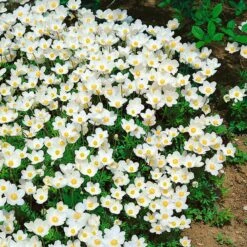 Anemone Sylvestris Weiß, Topf-Ø 9 Cm, 3er-Set -Gartengeschäft 0310101473 Anemone sylvestris Koelle 9 cm Topf weiss 44393