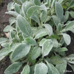 Bio Woll-Ziest 'Silver Carpet' Rosa-violett, Topf-Ø 11 Cm, 3er-Set -Gartengeschäft 0310106060 Stachys byzantina Silver Carpet Copyright 46510