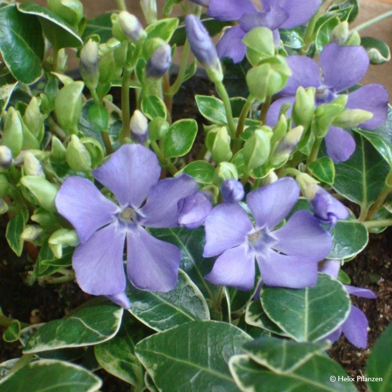 Vinca Minor 'Ralph Shugert' (Immergrün), 9 Cm Topf, 12er-Set – Bild 2
