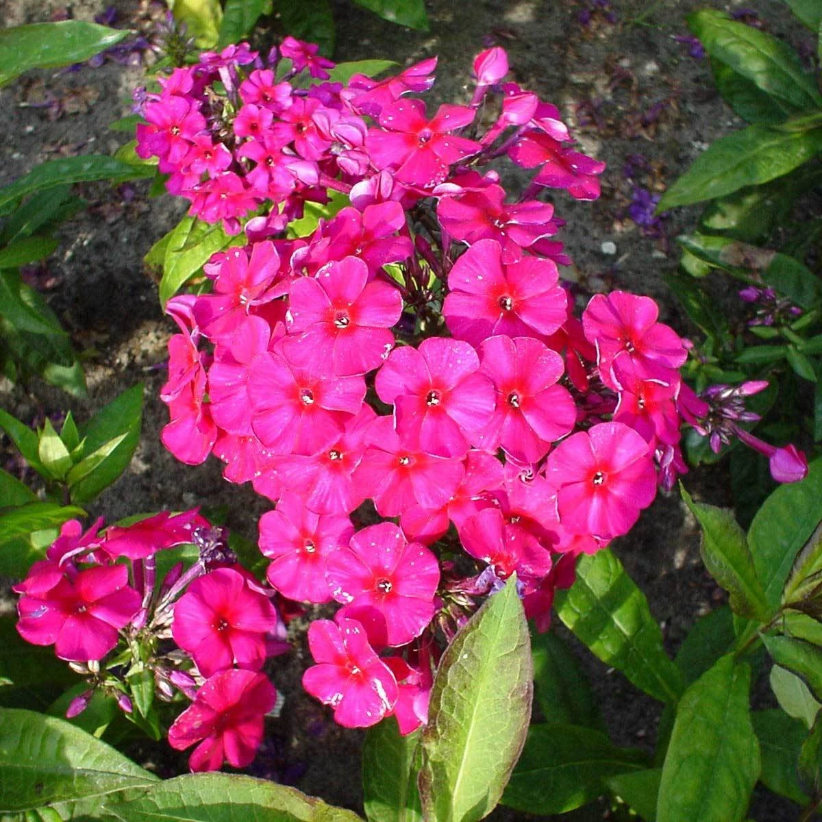 Bio Flammenblume 'Kirchenfürst' Purpurrot, Topf-Ø 11 Cm, 3er-Set 1 Bio Flammenblume 'Kirchenfürst' Purpurrot, Topf-Ø 11 Cm, 3er-Set