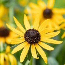 Bio Sonnenhut 'Little Goldstar' Gelb, Topf-Ø 11 Cm, 3er-Set