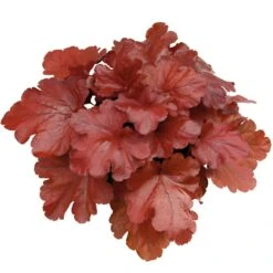 Purpurglöckchen 'Fire Alarm', Topf-Ø 12 Cm, 3er-Set -Gartengeschäft 0310150064 KB Heuchera FireAlarm 12cmTopf Neu 39220