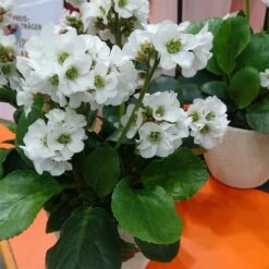 Bio Bergenie 'Schneekristall' Weiß, Topf-Ø 12 Cm, 3er-Set -Gartengeschäft 0310501005 Bergenia cord Schneekristall Koelle 12cm Topf reinweiss 71867