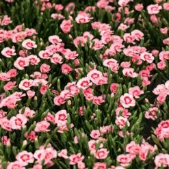 Stauden Nelke 'Peach Party®' Apricot Mit Rotem Auge, Topf-Ø 12 Cm, 6er-Set -Gartengeschäft 0310501038 Dianthus Peach Party 3er Set2 87648