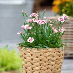 Stauden Nelke 'Peach Party®' Apricot Mit Rotem Auge, Topf-Ø 12 Cm, 6er-Set -Gartengeschäft 0310501038 Dianthus Peach Party 3er Set 87647