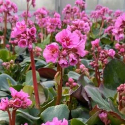 Bio Bergenie 'Rosenkristall' Rosa, Top-Ø 12 Cm, 3er-Set -Gartengeschäft 0319100240 bergenia cord. rosenkristall 6 121725