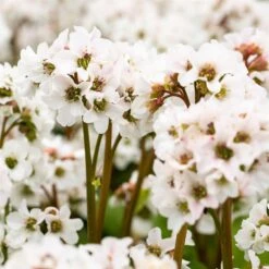 Bio Bergenie 'Schneekristall' Weiß, Topf-Ø 12 Cm, 3er-Set