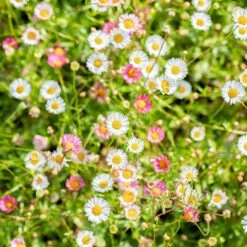 Bio Spanisches Gänseblümchen 'Blütenmeer' Weiß, Topf-Ø 11 Cm, 3er-Set