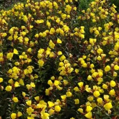 Bio Nachtkerze Goldgelb, Topf-Ø 11 Cm, 3er-Set -Gartengeschäft 0319100369 Oenothera tetragona 2 125710