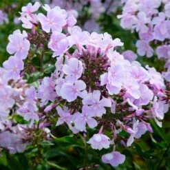 Bio Flammenblume 'Franz Schubert' Hellviolett, Topf-Ø 11 Cm, 3er-Set -Gartengeschäft 0319100378 Phlox paniculata Franz Schubert 3er Set 3 113853