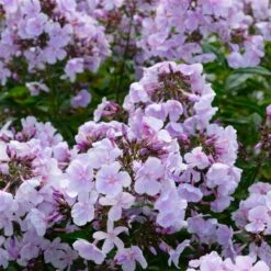 Bio Flammenblume 'Franz Schubert' Hellviolett, Topf-Ø 11 Cm, 3er-Set -Gartengeschäft 0319100378 Phlox paniculata Franz Schubert 3er Set 7 113855
