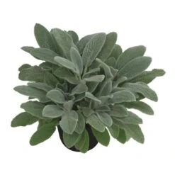 Bio Woll-Ziest 'Silver Carpet' Rosa-violett, Topf-Ø 11 Cm, 3er-Set -Gartengeschäft 0319100408 Stachys byzantina Silver Carpet 1 125720