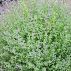 Katzenminze 'Kit Cat' Blau, Topf-Ø 11 Cm, 3er-Set