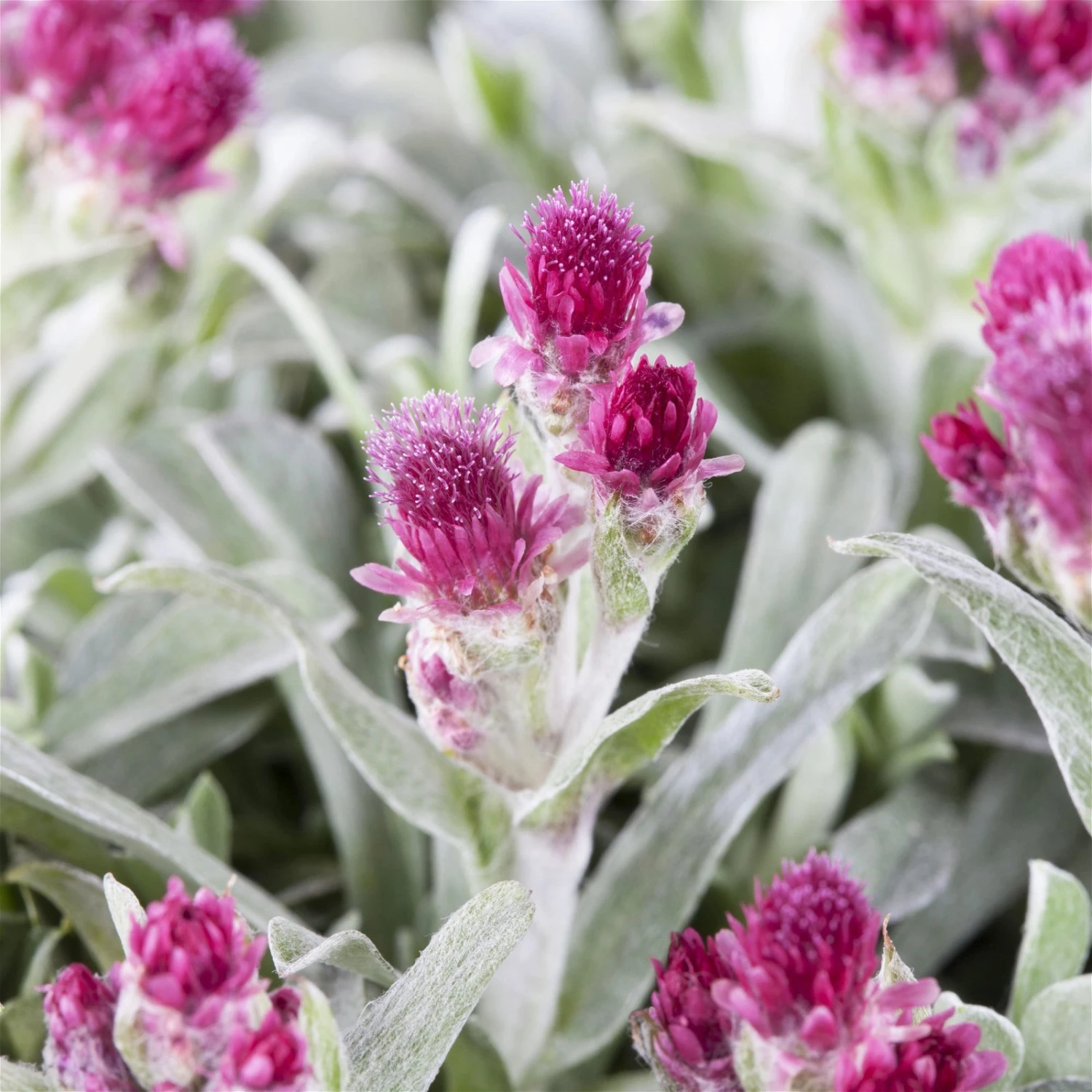 Bio Katzenpfötchen 'Rubra' Weinrot, Topf-Ø 9 Cm, 3er-Set 1 Bio Katzenpfötchen 'Rubra' Weinrot, Topf-Ø 9 Cm, 3er-Set