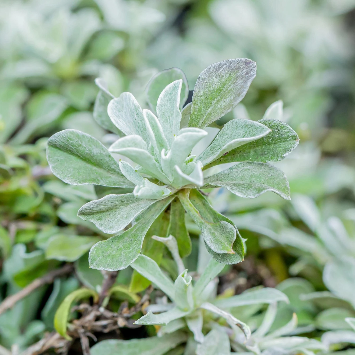 Bio Katzenpfötchen 'Rubra' Weinrot, Topf-Ø 9 Cm, 3er-Set 2 Bio Katzenpfötchen 'Rubra' Weinrot, Topf-Ø 9 Cm, 3er-Set – Bild 2